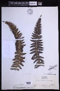 Polystichum haleakalense image