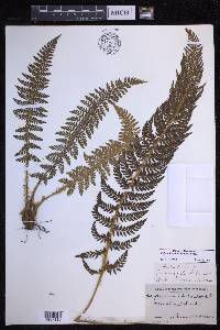 Polystichum haleakalense image