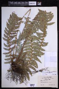 Polystichum hillebrandii image