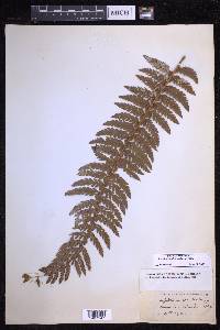 Polystichum hillebrandii image