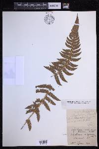 Polystichum haleakalense image