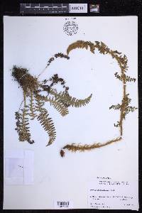 Polystichum haleakalense image