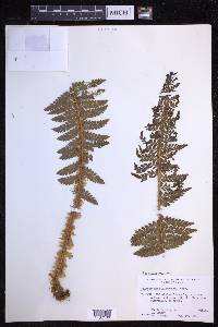 Polystichum hillebrandii image