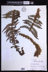 Polystichum hillebrandii image