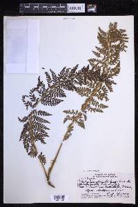 Polystichum haleakalense image