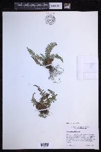 Polystichum haleakalense image