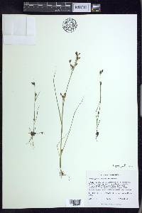 Rhynchospora scirpoides image