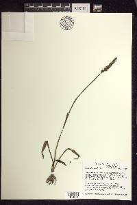 Spiranthes ovalis image