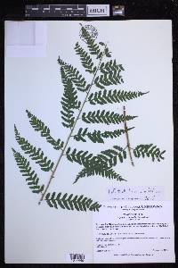 Dryopteris celsa image