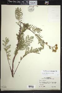 Tanacetum bipinnatum image