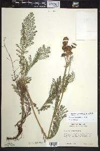 Tanacetum bipinnatum image