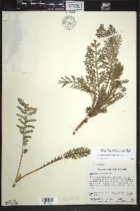 Tanacetum bipinnatum image