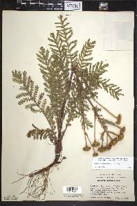 Tanacetum bipinnatum image