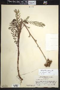 Tanacetum bipinnatum image