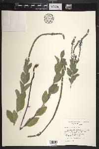 Verbena stricta image