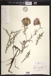 Cirsium flodmanii image