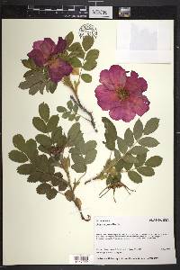 Rosa rugosa image