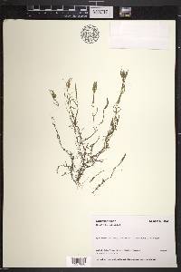 Callitriche palustris image