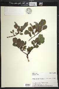 Salix arctica image