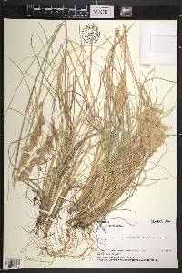 Poa macrantha image