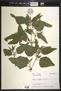 Atriplex gmelinii image