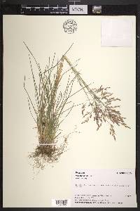 Poa stenantha image