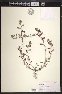 Polygonum fowleri image