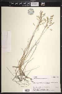 Calamagrostis deschampsioides image