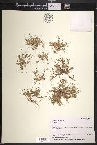 Juncus ambiguus image