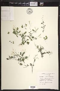 Cardamine flexuosa image