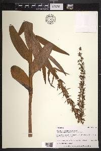 Platanthera huronensis image