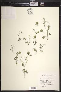 Cardamine flexuosa image