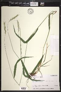 Elymus hirsutus image