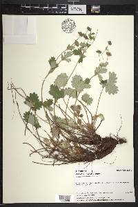 Potentilla villosula image