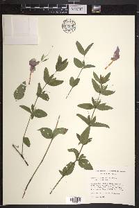 Ruellia humilis image