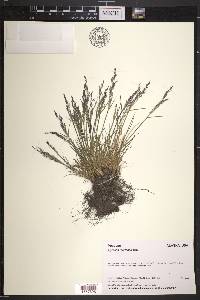 Agrostis mertensii image