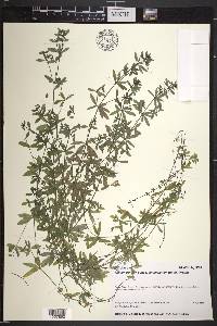 Galium trifidum image