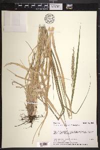 Calamagrostis nutkaensis image