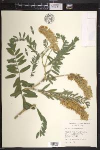 Astragalus canadensis image