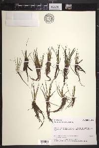 Isoëtes occidentalis image