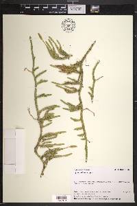Lycopodium lagopus image