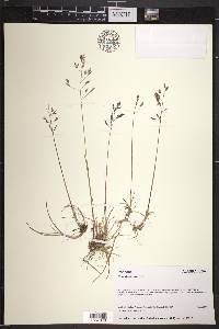 Poa stenantha image