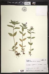 Epilobium hornemannii subsp. hornemannii image