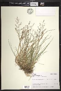 Agrostis mertensii image