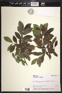 Salix barclayi image