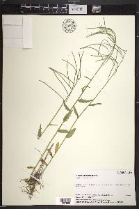 Arabis eschscholtziana image