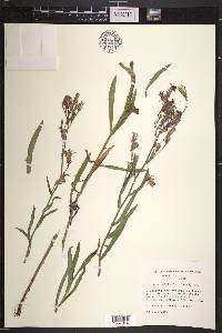 Lactuca tatarica var. pulchella image