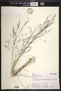 Agrostis mertensii image