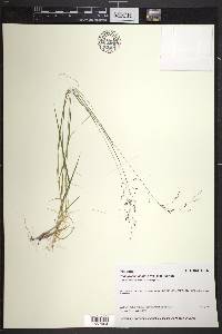 Podagrostis aequivalvis image