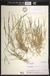 Agrostis exarata image